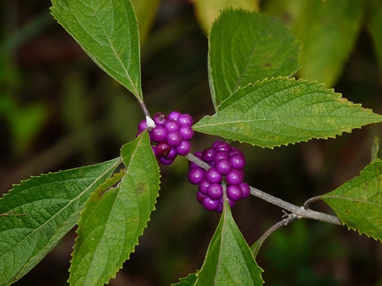 {Callicarpa americana}